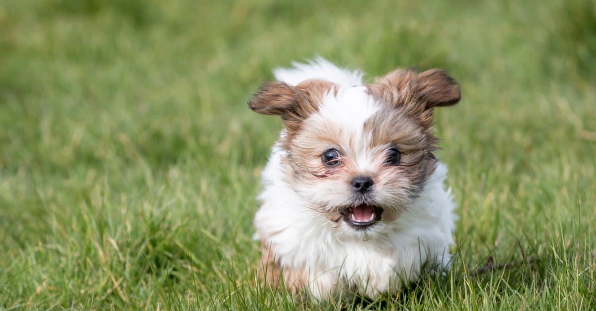 Shih tzu